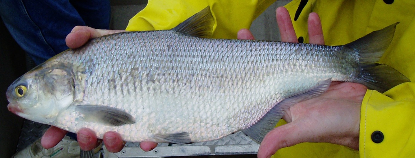 Dorosoma cepedianum (Lesueur, 1818)